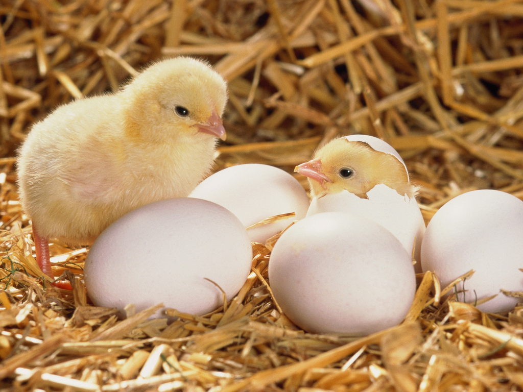 Чем кормить «новорожденных» птенцов?
