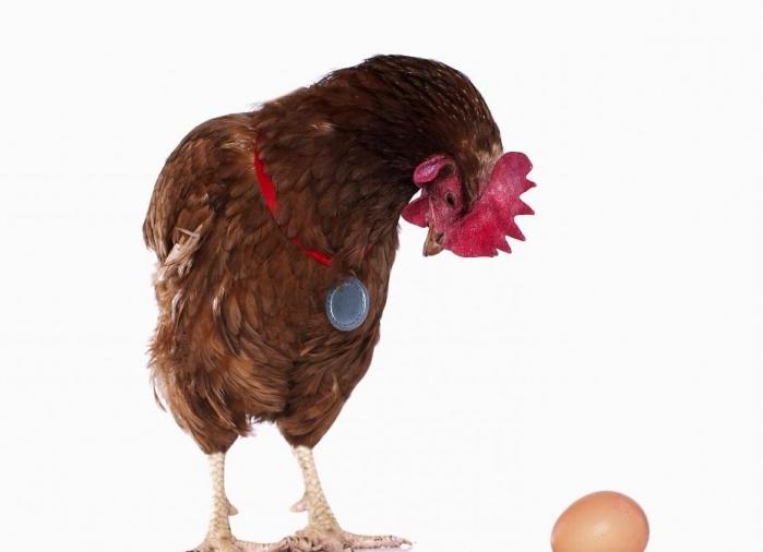 Почему куры не несут яйца осенью: причины и что делать