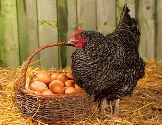 Основные правила по уходу и выращиванию цыплят после инкубатора