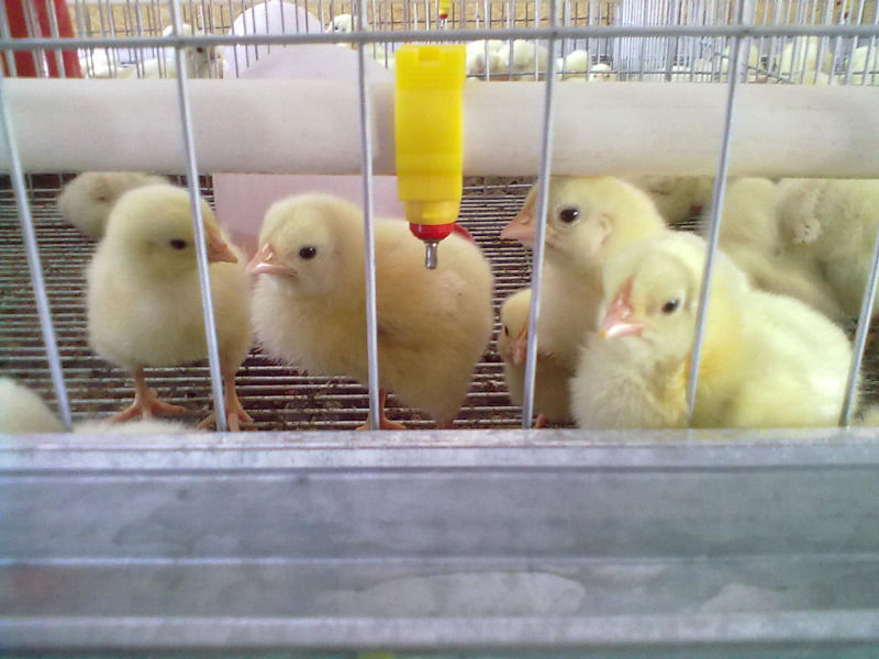 Выращивание цыплят-бройлеров пошагово для новичков 🐔 Азы начинающим с нуля