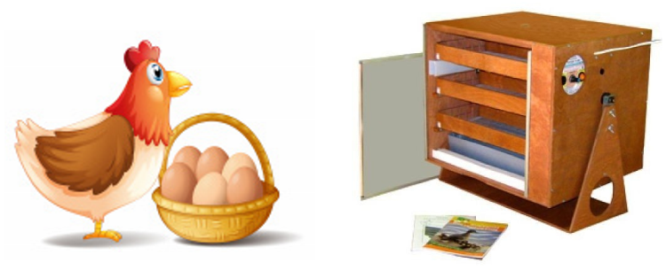 Правильная инкубация куриных яиц: технология и режимы - steklorez69.ru